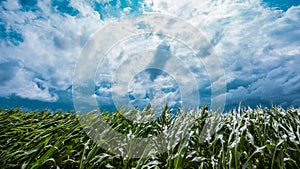 Dark stormy clouds over green cornfield