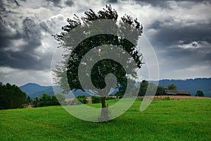 Dark stormy sky and one tree on a meadow in carpathian mountains, wind, countryside, spruces on hills, beautiful nature, summer