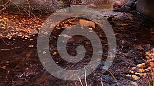 Dark stream flows through forest with leaves on floor