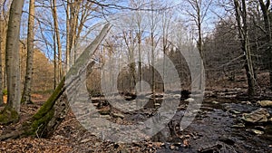 Creek in a forest in high fens region in Belgium photo