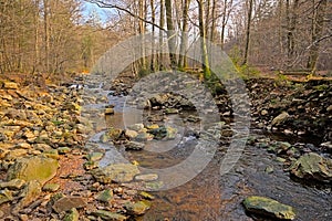 Creek in a forest in high fens region in Belgium photo