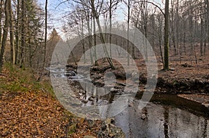 Creek in a forest in high fens region in Belgium photo