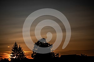 Dark sunset with trees in front