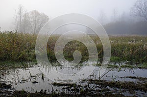 Dark swamp, Kampinos National Park, Poland