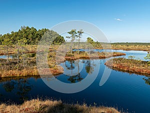Dark swamp lakes and small pines, reed and marsh landscape in the swamp