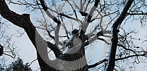 Dark tall bare tree with beautiful branches against cloudy sky. Trunk in snow