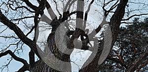 Dark tall bare tree with beautiful branches against cloudy sky. Trunk in snow, winter forest