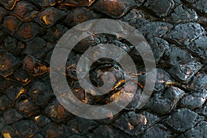 Dark texture of charred bark of the tree. Background.