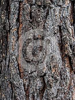 Dark texture of pine bark on an old tree