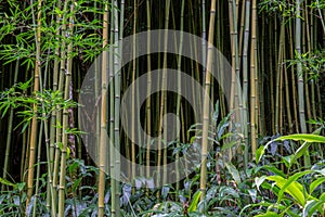 Dark thick green forest of bamboo Bambusoideae.