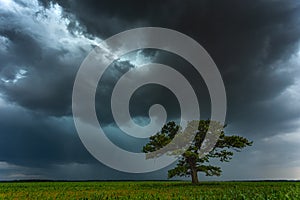 Dark thunderstorm clouds over the oak tree