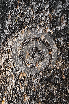 Dark tree bark texture background