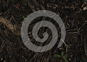 Dark tree bark texture the dark one.