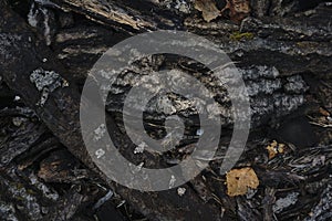 The dark one dark tree bark texture