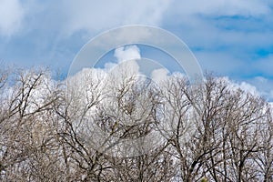 Dark tree branches in blue sky background and white clouds.
