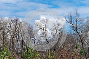 Dark tree branches in blue sky background and white clouds.