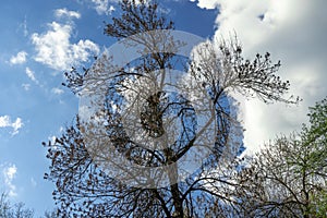 Dark tree branches. Blue sky and white cloud.