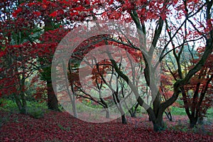 Dark tree branches and red autumnal leaves