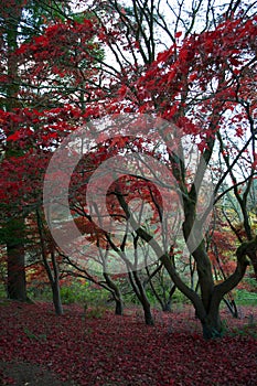 Dark tree branches and red autumnal leaves