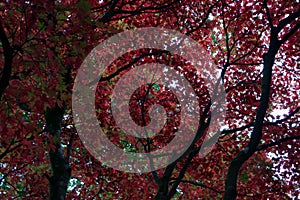 Dark tree branches and red autumnal leaves