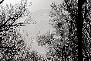 Dark tree branches texture background on light