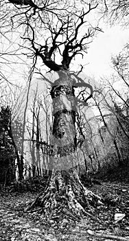 Dark tree BW