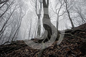 Dark tree in a frozen forest