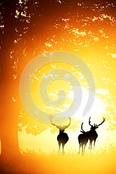 Dark tree silhouette and deer silhouettes in golden light of bright dawn. Art photo with very bright sunshine.