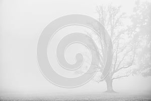 Dark tree silhouette in fog