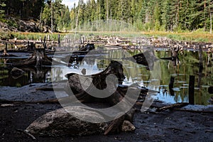 Dark tree stumps on a drying river bed in Finland