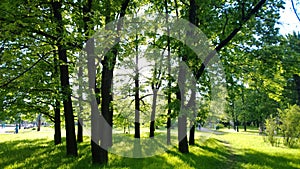 Dark tree trunks against the bright greens