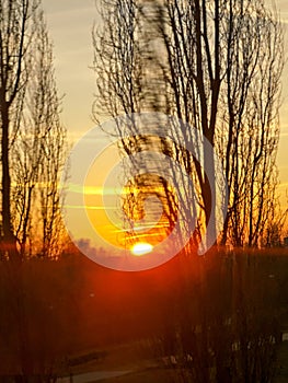 Dark TREES against a pink sunse