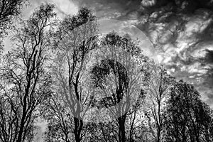 Dark trees against sky with clouds