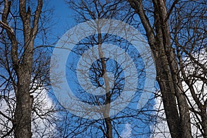 Dark trees branches against the background of blue sky and white