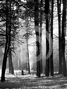 Dark Trees in Forest with Mist