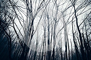 Dark trees reaching for the sky