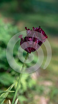 Dark tulip flower in a spring day