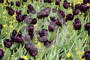 Buio tulipani 