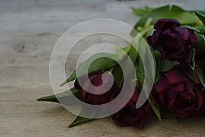 Dark tulips are lying on the piano keyboard. White piano with a bouquet of tulips