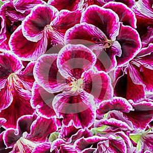 dark velvet purple geranium or Royal Pelargonium flower like background, close up