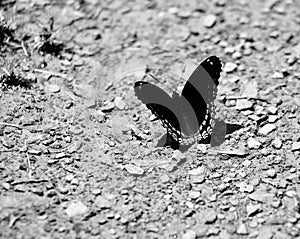 A dark view of an Admiral butterfly in the damp dirt fluttering it\'s wing Jenningsville Pennsylvania