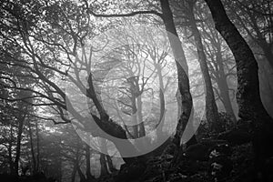 Dark view of autumn forest with fog in the park of Monte Cucco, Umbria, Italy