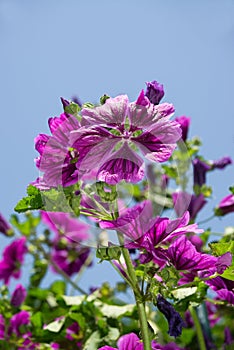 Dark violet blooming mallow