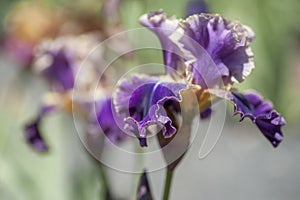 Dark violet colored illuminata flower of Tall Bearded Iris Lip Service