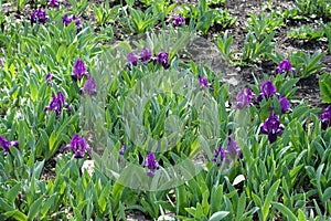 Dark violet flowers of dwarf irises