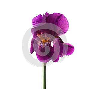 Dark violet Iris flower isolated on a white background
