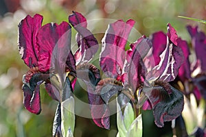 Dark violet irises