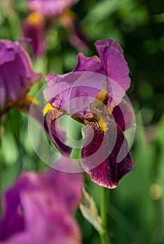 Dark violet irises on blurred green background