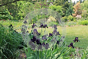 Dark Violet Irises