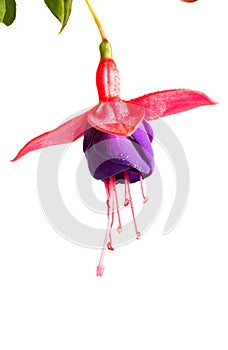 Dark violet and red fuchsia is isolated on white